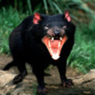 A Tasmanian devil with its jaws open to reveal sharp teeth.