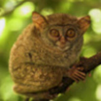 A small furry mammal with large round eyes and relatively large round ears, perched on a thin tree branch.