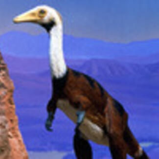 A diorama model of an animal covered in short smooth feathers, with tiny front limbs, perched on its rear limbs, with a long white neck and head, dark-colored body and a flat beak with a a rounded tip.