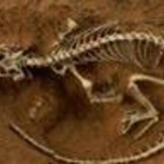 A small unnamed lizard fossil with a long tail in a stone slab.