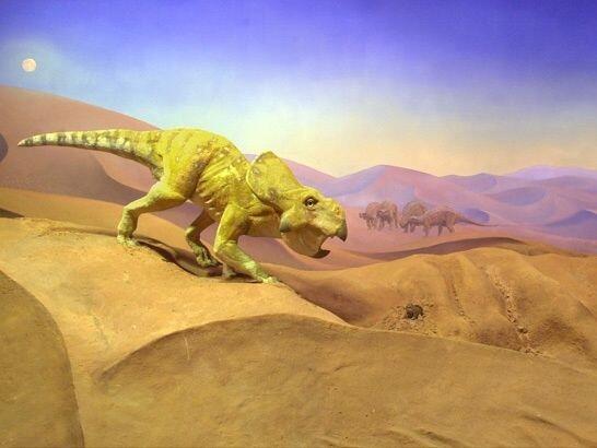 Artist rendering of Triceratops