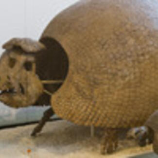 carapace of glyptodont: extinct relative of armadillo
