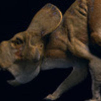 A model of a Protoceratops, with its flat beak and large neck frill extending from the rear of its skull, and its tail extended.