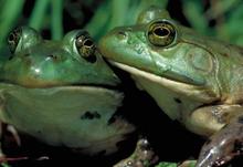 American-Bullfrog