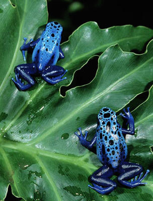Two blue poison dart frogs on a green leaf. The animals have bright blue skin with black spots on their body trunks and heads, and dark blue limbs.