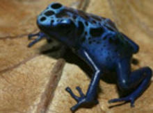 The-Amazing-Adaptable-Frog_small