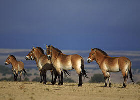 horse group