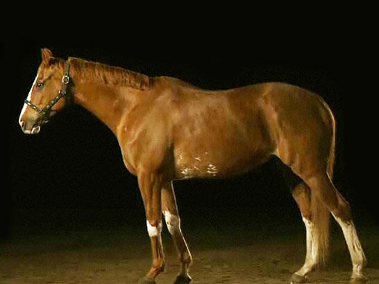 Horse wearing a bridle and standing against a dark background.