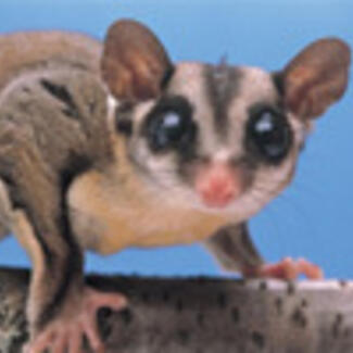 A sugar glider perched on a branch. This small marsupial has large round eyes and ears.