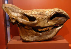 33.--Woolly-rhinoceros-skull-cast_md.jpg