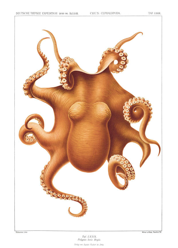 Illustration depicts the dorsal view of the Antarctic octopus, emphasizing its bulbous head and the suckers on its eight tentacles.