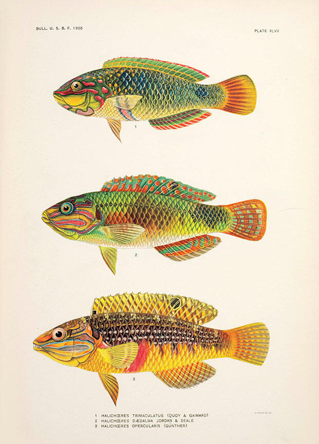 These vibrantly colored tropical wrasses of the genus Halichoeres were illustrated by noted American ichthyologist David Starr Jordon for The fishes o