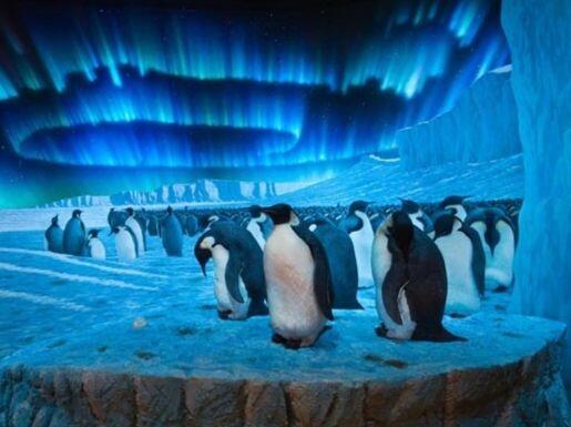 Diorama of over fifteen emperor penguins standing on ice with Northern Lights visible in the sky above.