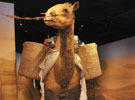 A model of a camel carrying a burden.