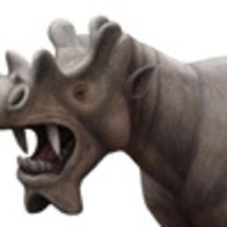 A model of the extinct mammal Uintatherium, teeth bared and six horn-like protuberances on its skull.