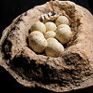 A fossilized clutch of eggs.