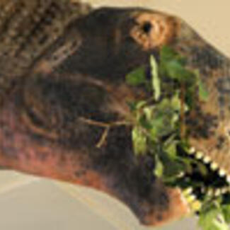 The head of the Mamenchisaurus model with leaves in its mouth.