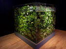 On the floor of a Museum exhibition hall, a huge cube-shaped case with transparent sides is full of green leaves and other vegetation.