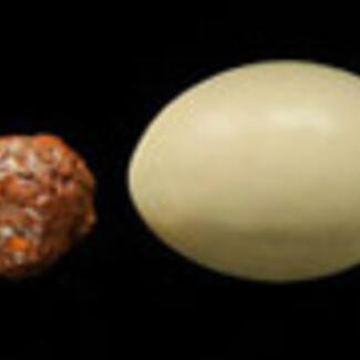 image of two different fossilized eggs