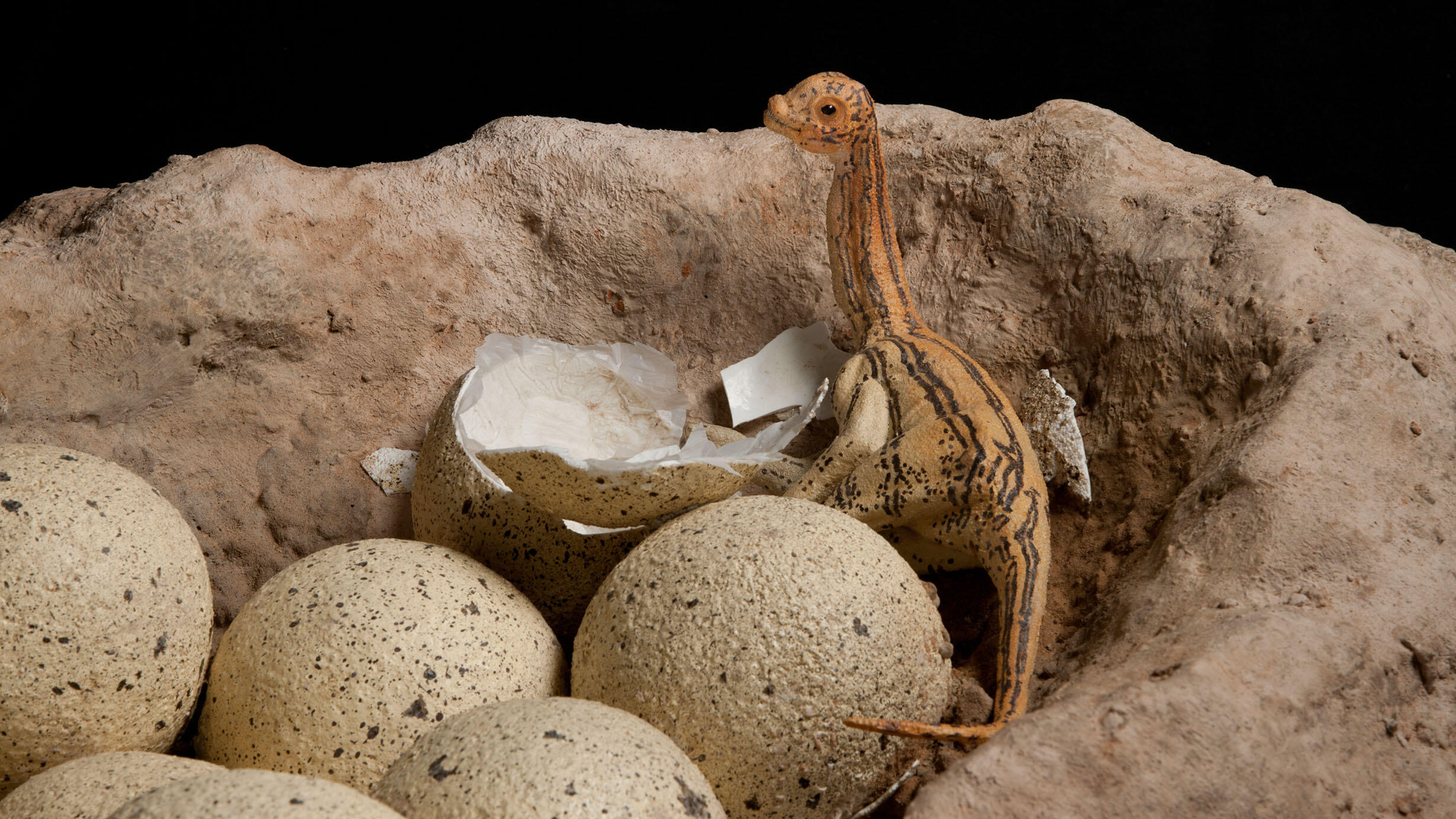 Dinosaur nest, eggs, and a recently hatched sauropod.