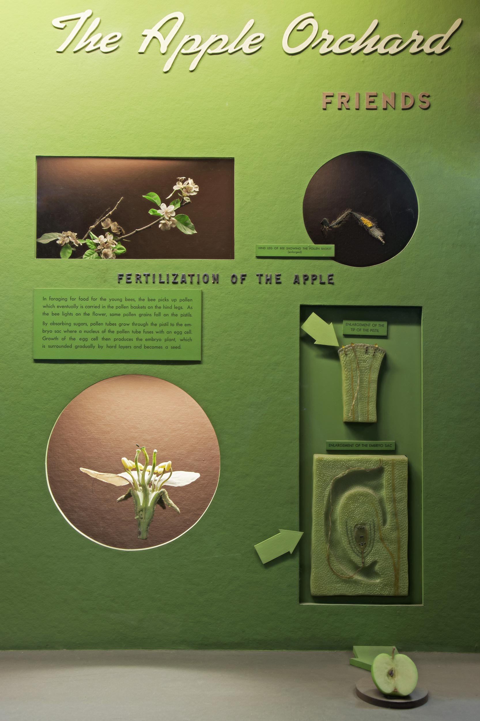 Museum case showing an array of models illustrating the fertilization of the apple