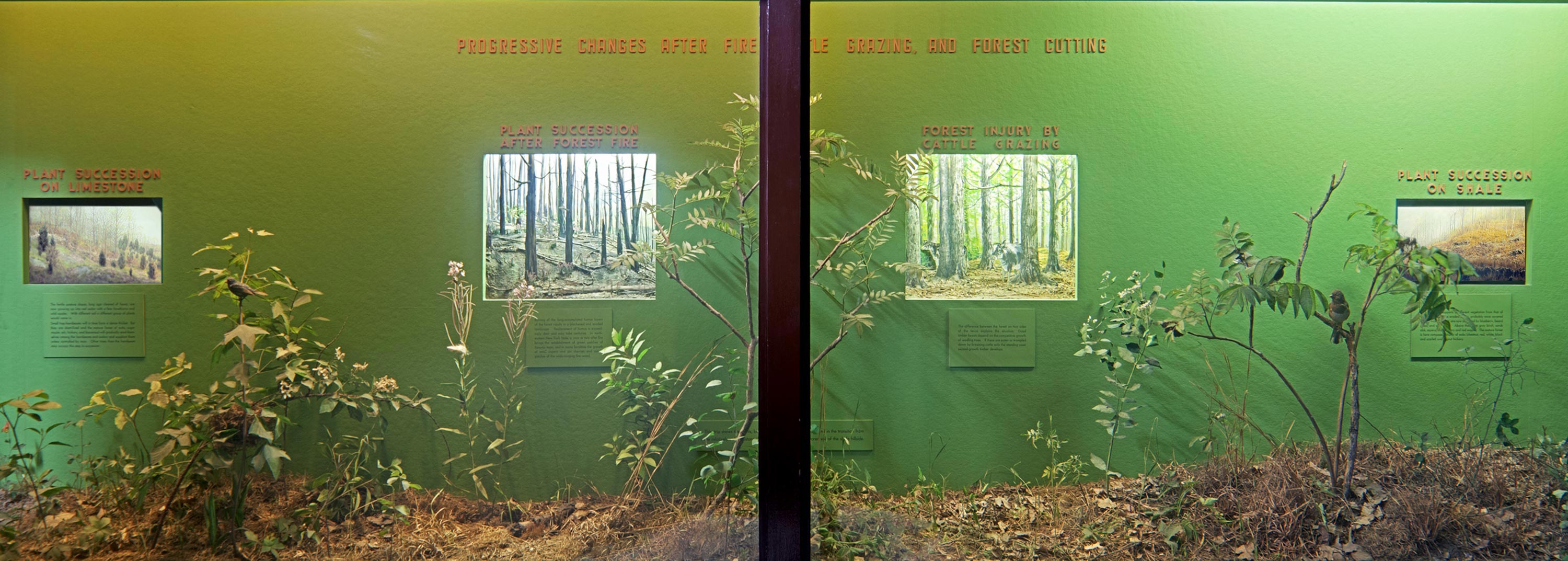 Museum case showing forest flora and dioramas illustrating different stages of the forest.