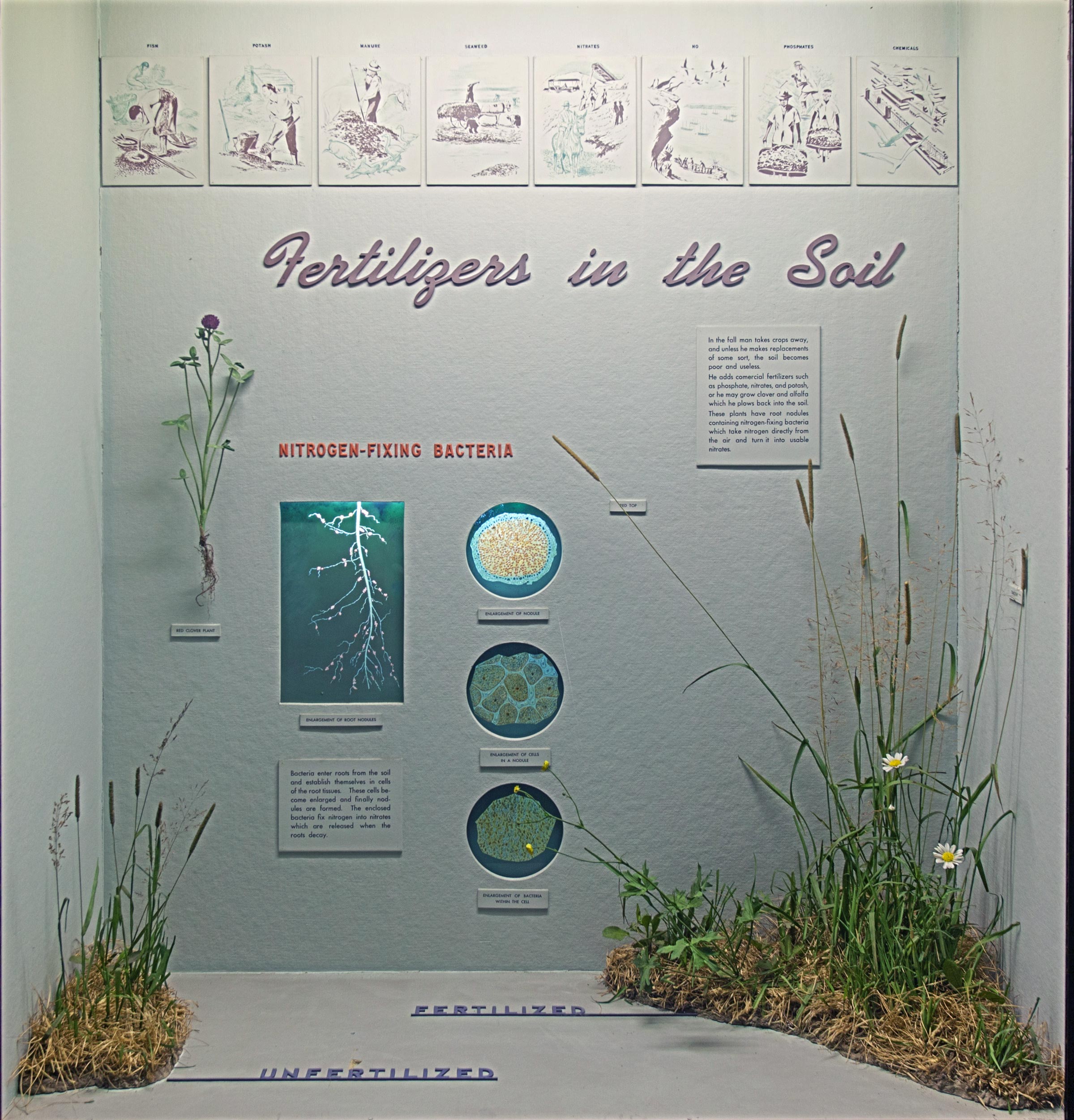 Museum case showing illustrations, diagrams and models of the fertilizers in the soil and their effects in vegetation.