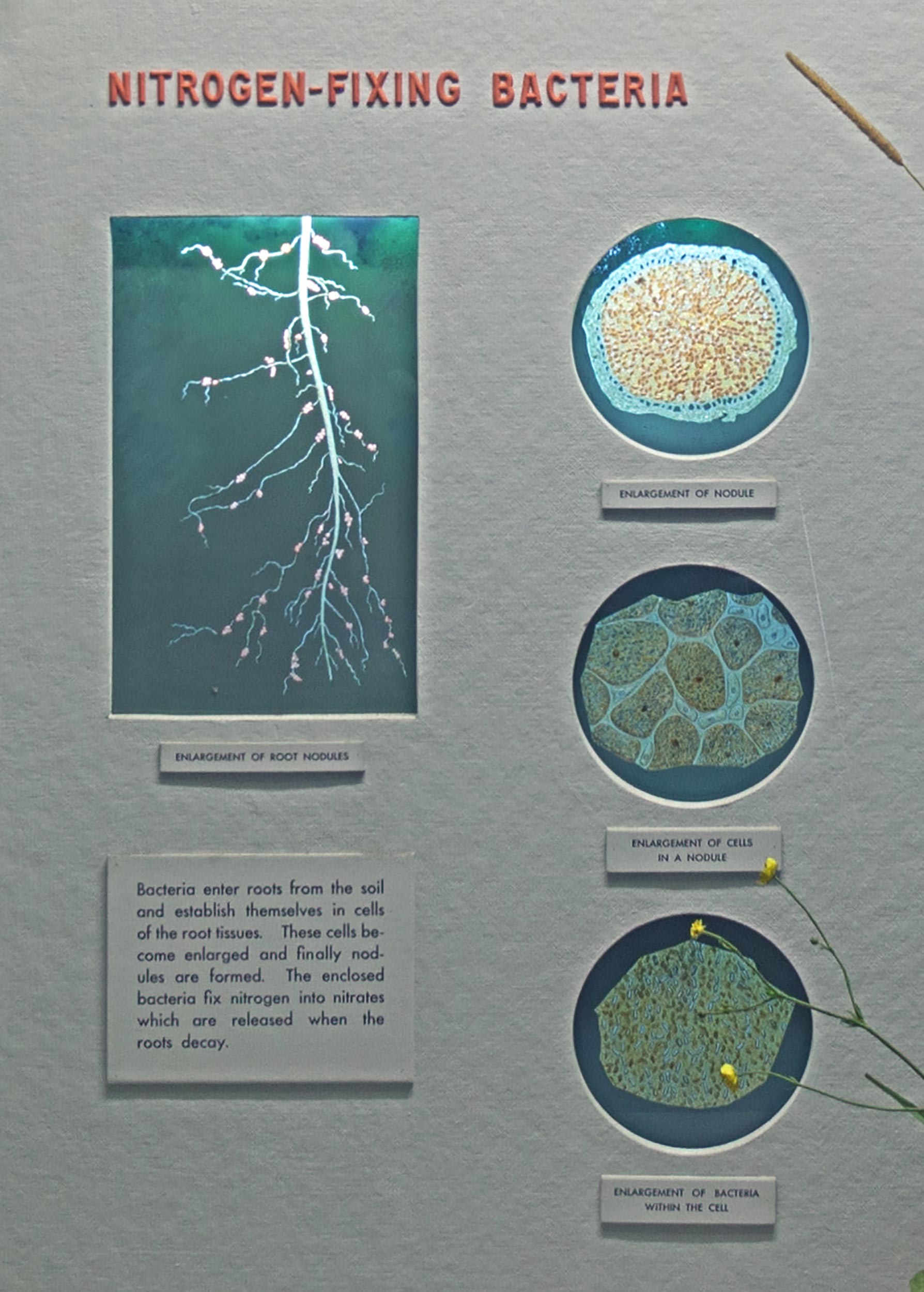 Text and back-lit diagrams showing enlargements of root parts.