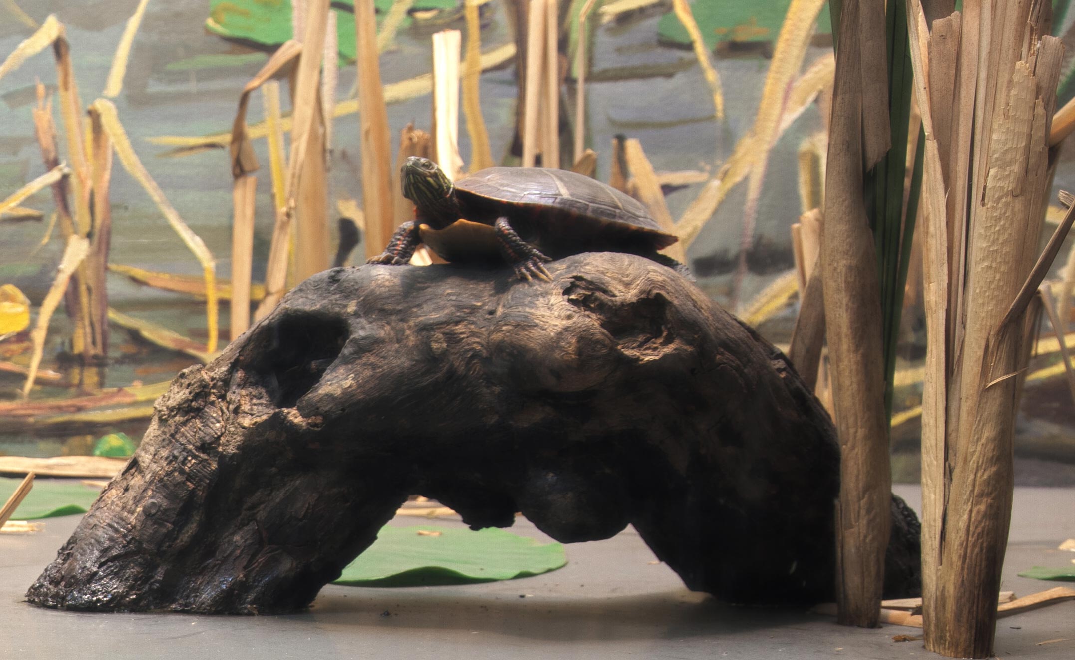 Section of a diorama showing a model of a painted turtle on a log