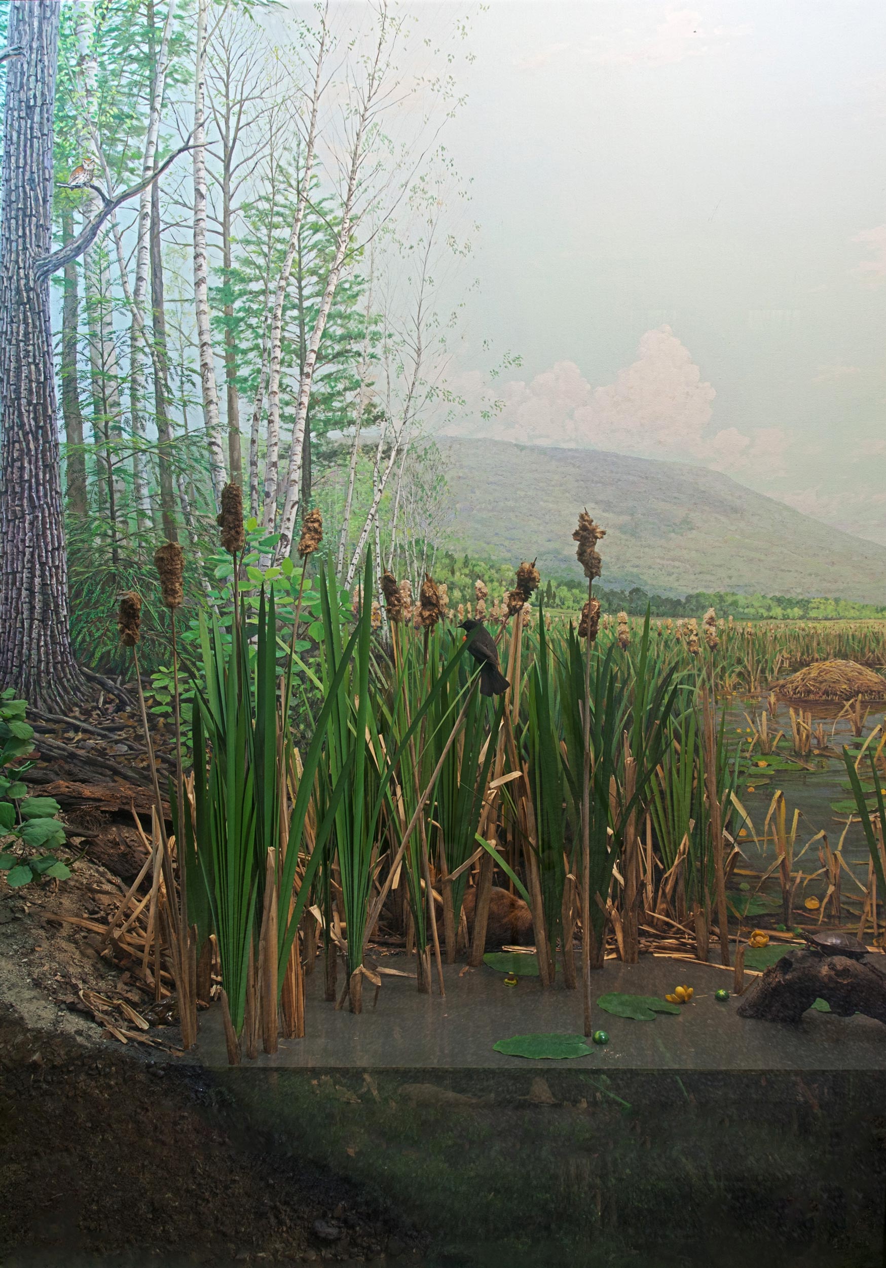 Section of a diorama showing a cross section of a lake