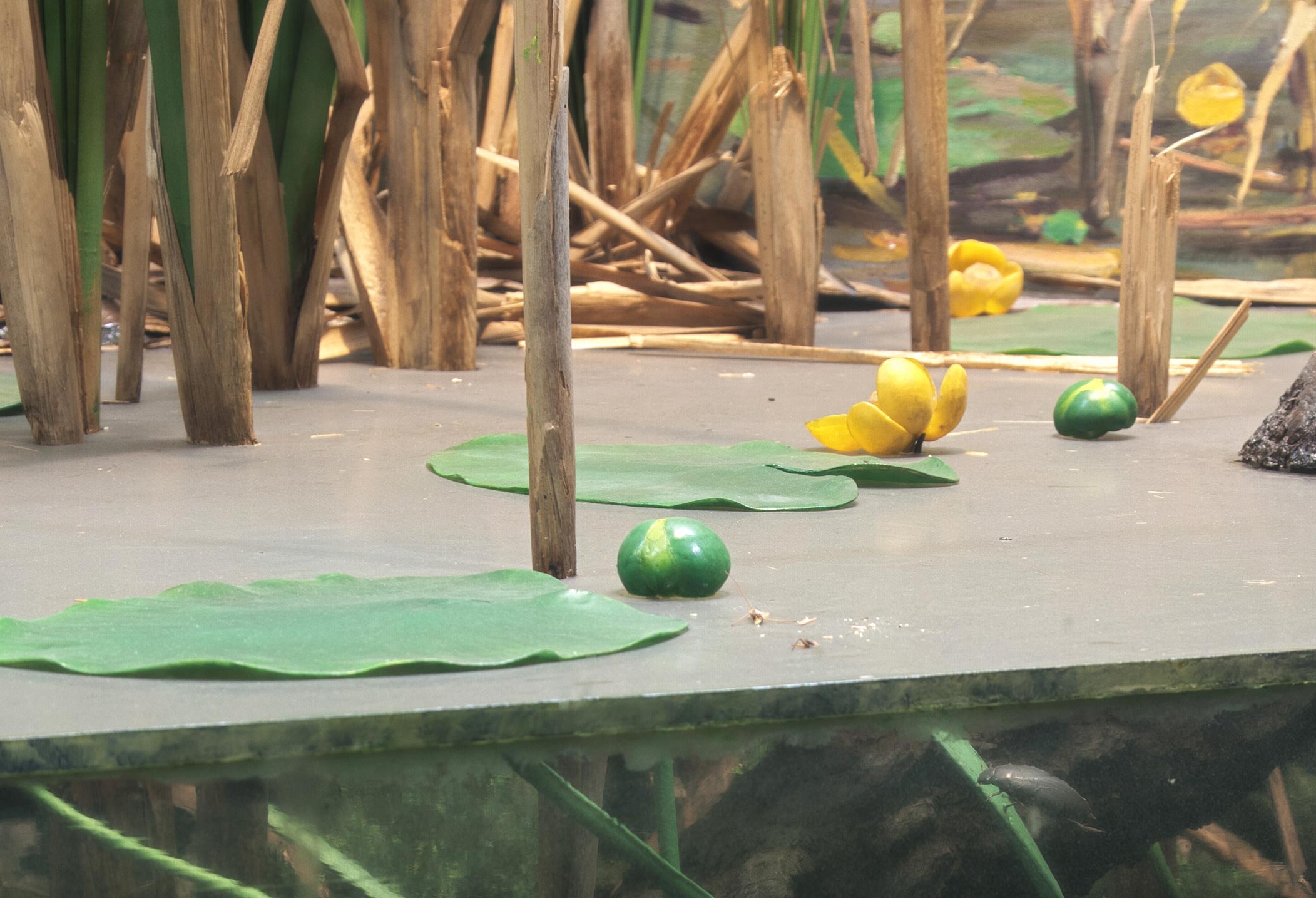 Section of a diorama showing yellow lily pads on the surface of a lake.