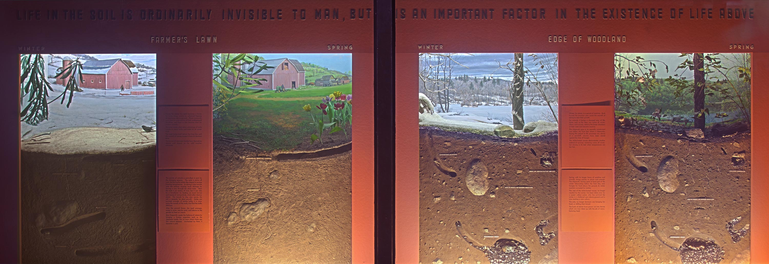 Museum installation showing four dioramas that include a cross section of the soil of the Farmer's lawn and the woodland in different seasons.