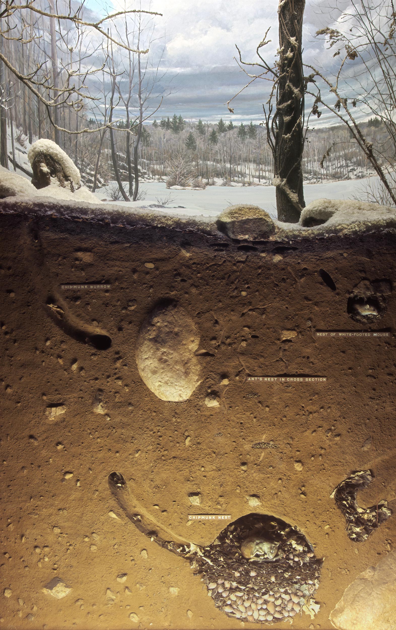 Diorama showing the landscape and cross section of the soil of the woodland during the winter season.