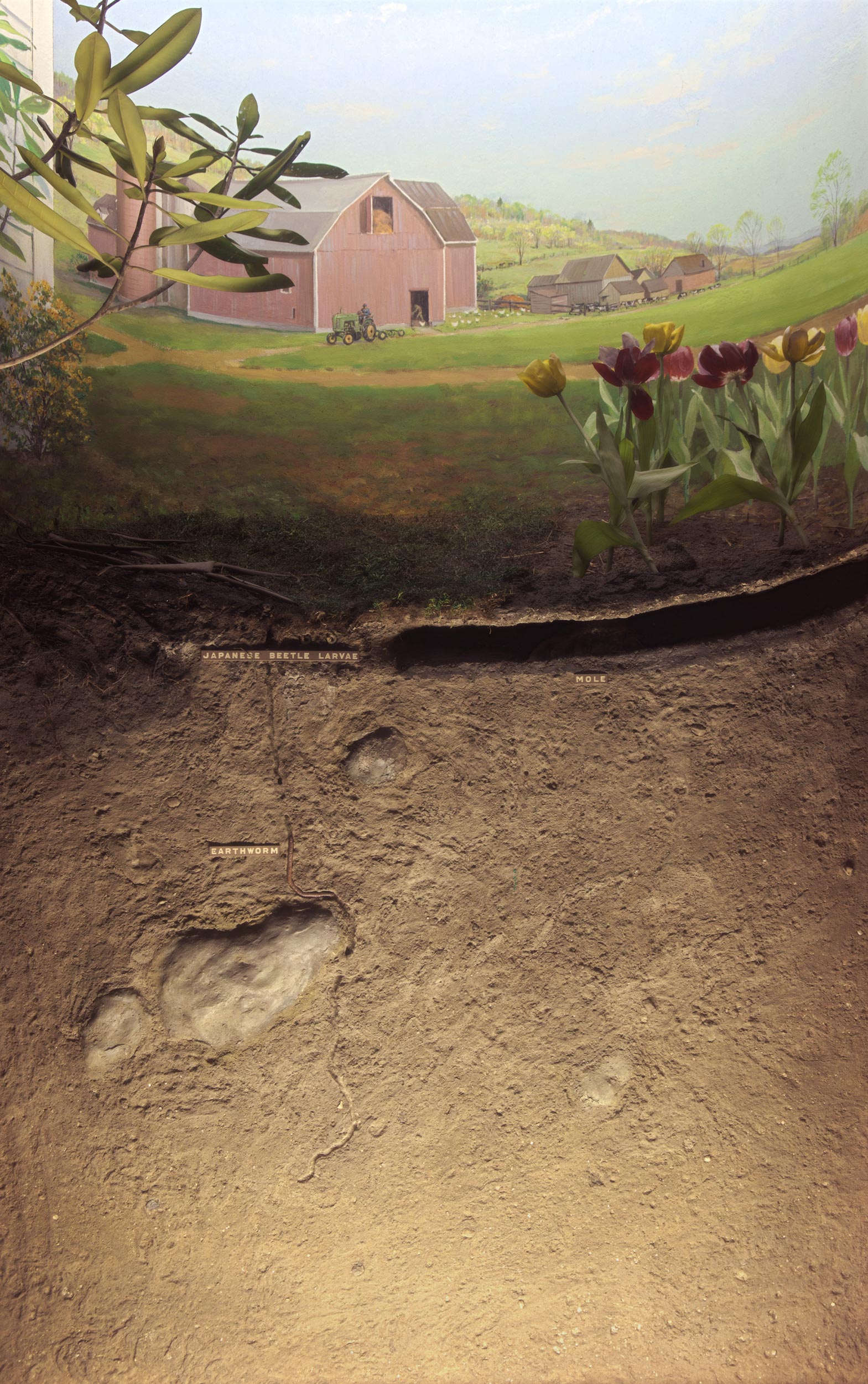 Diorama showing the landscape and cross section of the soil of the farmer's lawn during the spring season.