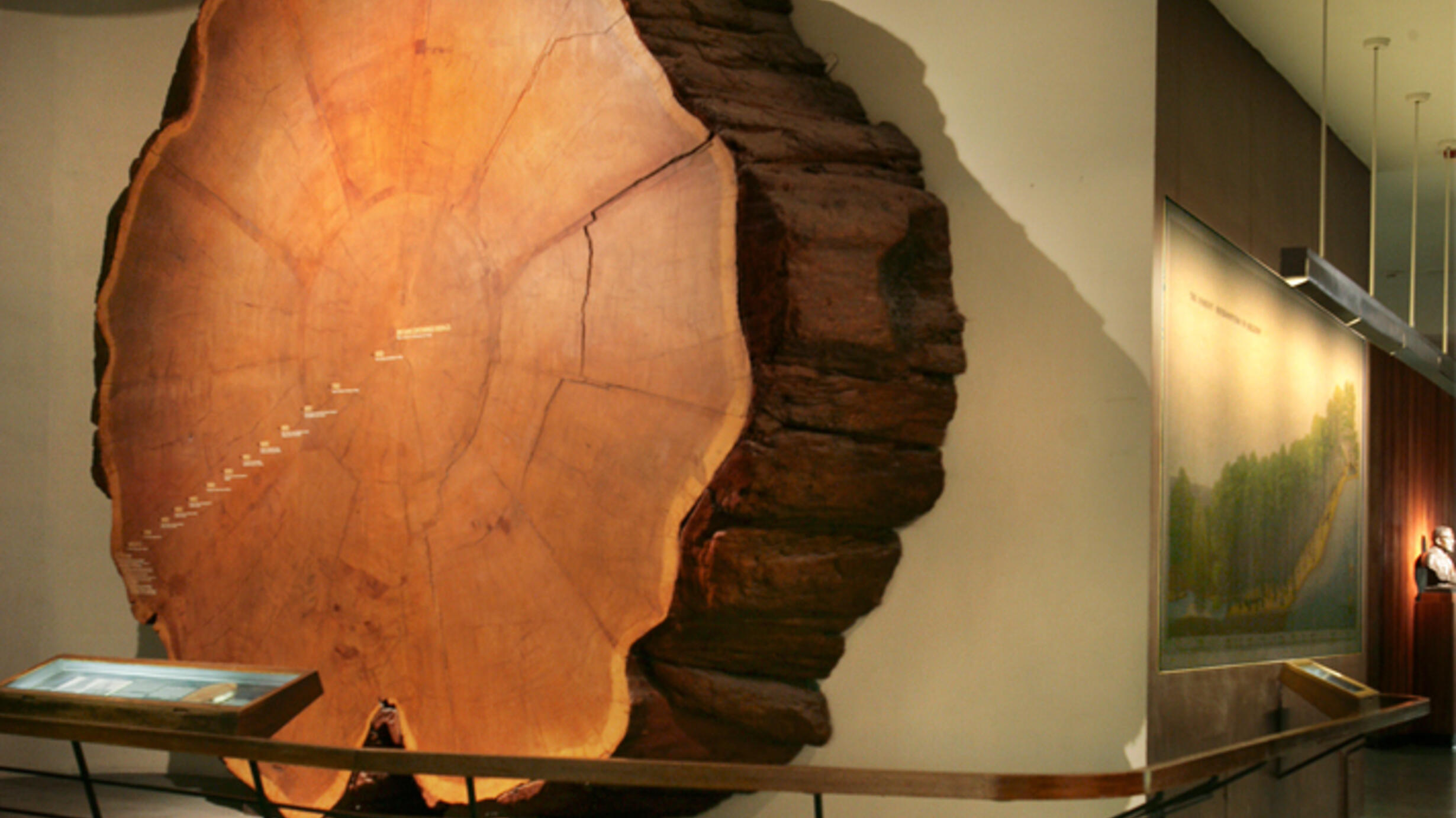 A cross-cut sample of a massive tree against a white Museum wall.