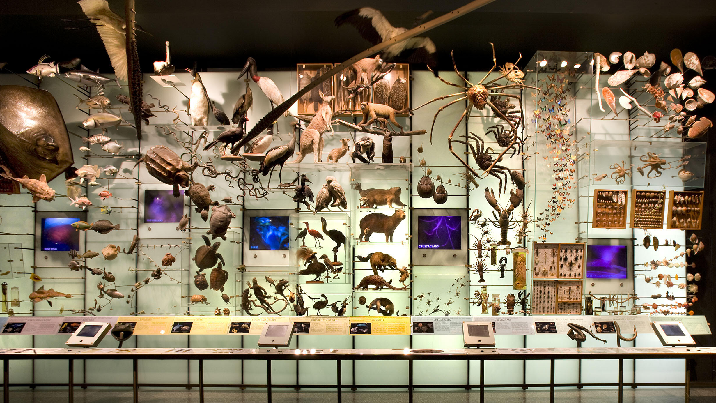 1,500 specimens representing a wide range of bacteria, fungi, plants, and animals are displayed on a long wall in the Hall of Biodiversity.