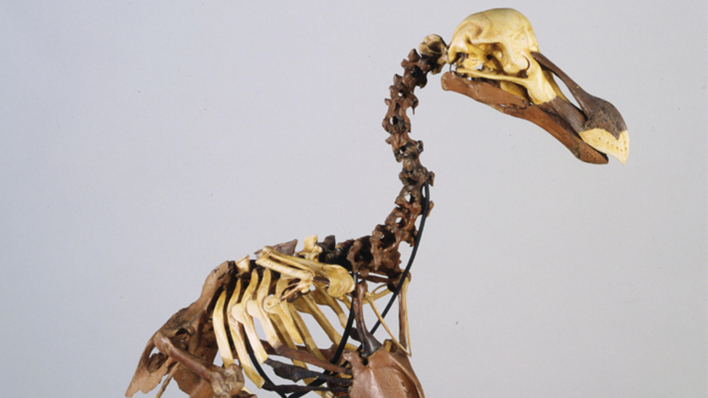 A skeleton specimen of a Dodo bird shows the curve of its neck and spine and its rounded bill.