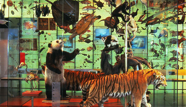 In the Hall of Biodiversity, an exhibit case contains a Siberian tiger, a panda, sea turtles, and other species.