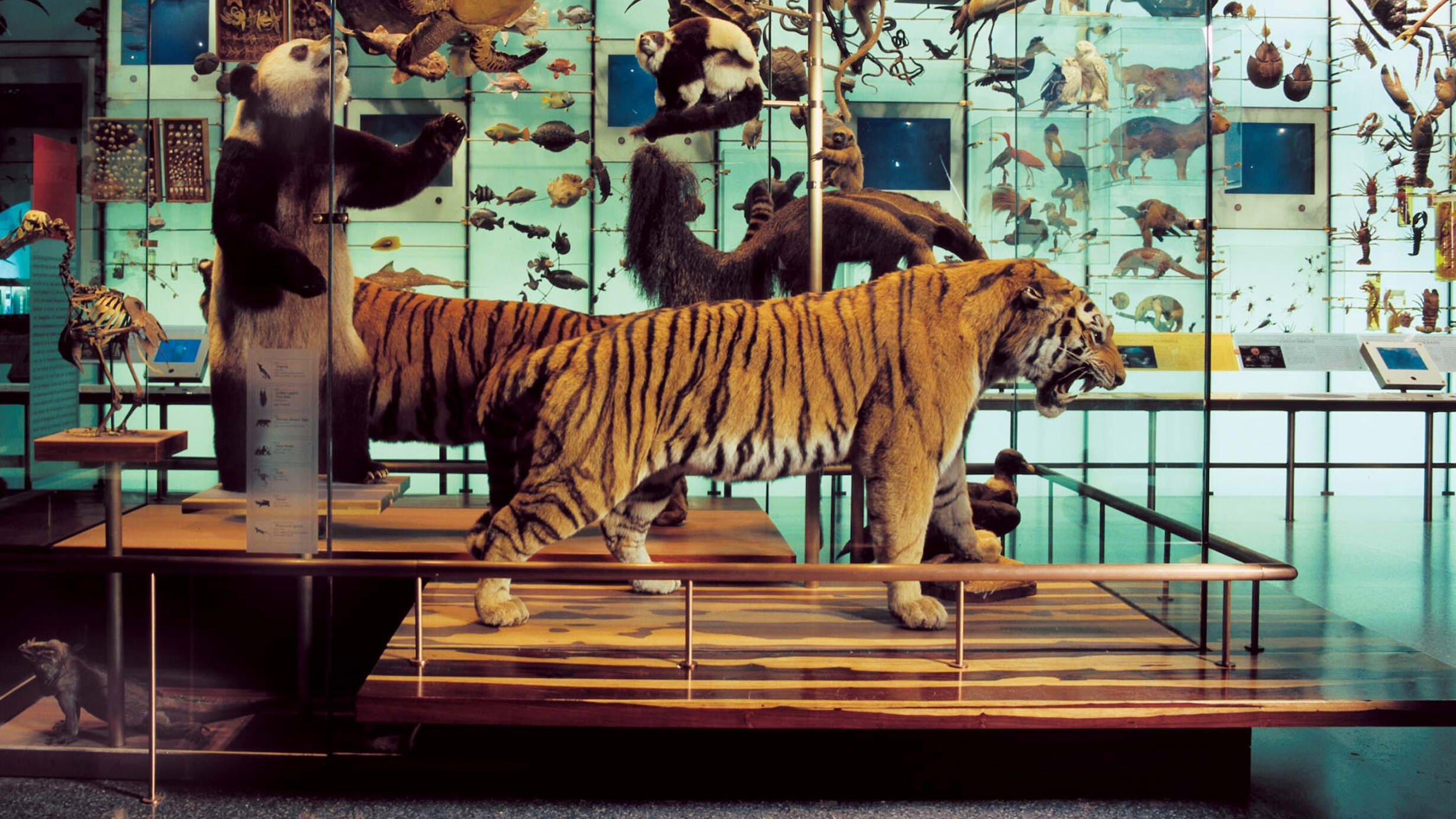 Siberian tiger model displayed in a glass case in the Museum's Hall of Biodiversity.