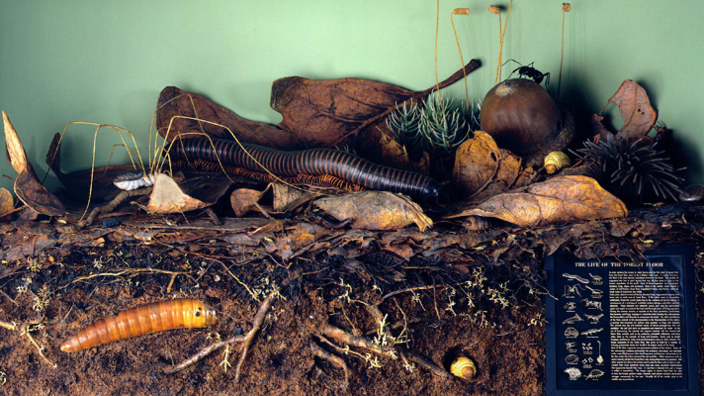 A diorama showing a millipede and its larvae amid plant matter, above and below the soil, all greatly magnified.