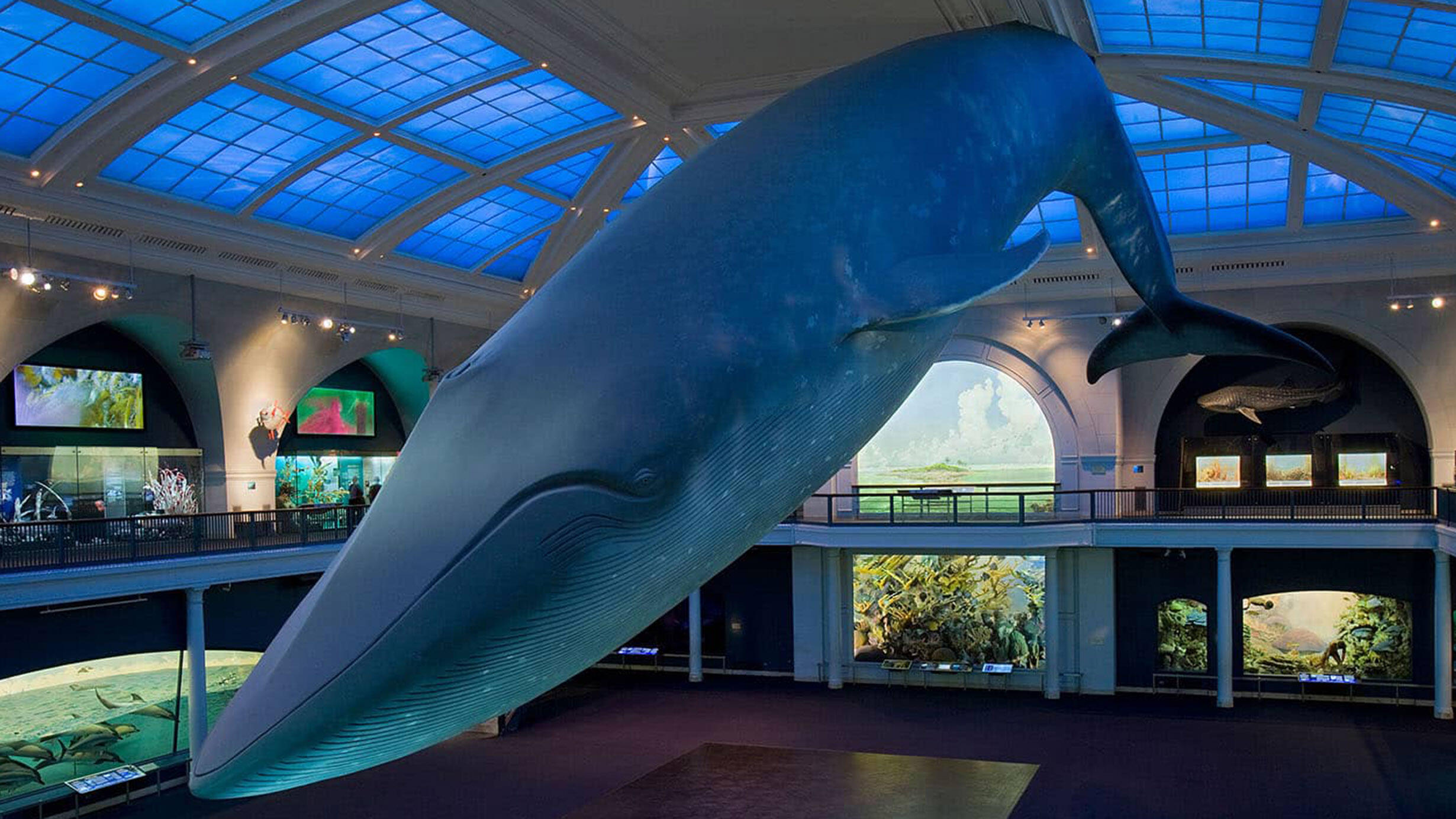 94 foot long fiberglass model of a female blue whale is suspended from the ceiling of the Milstein Hall of Ocean Life.