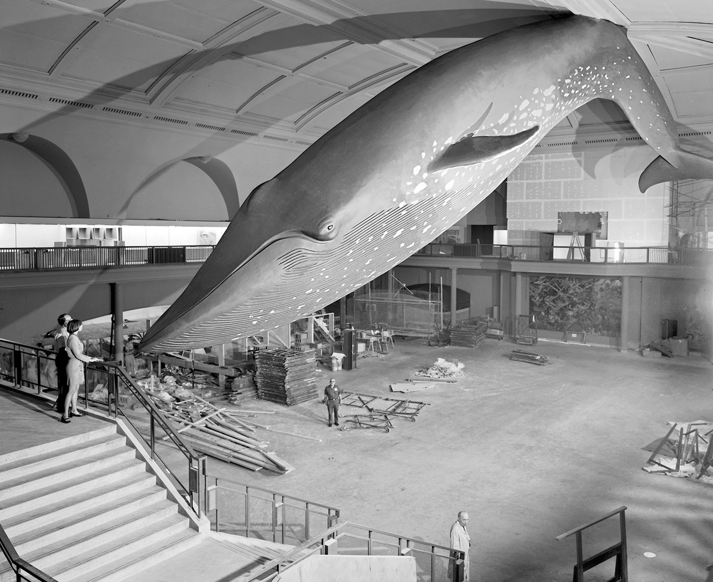 Archival image of the initial installation of the 94-foot-long blue whale model.