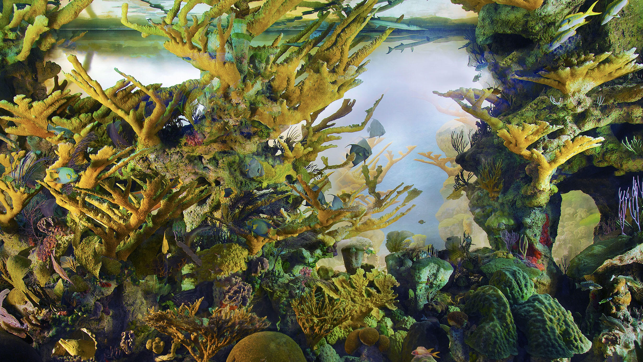 Detail view of the Andros Coral Reef Diorama shows the meticulously painted corals.