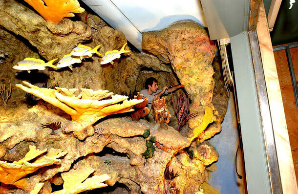 Museum artisan stands inside the giant coral display to make repairs.