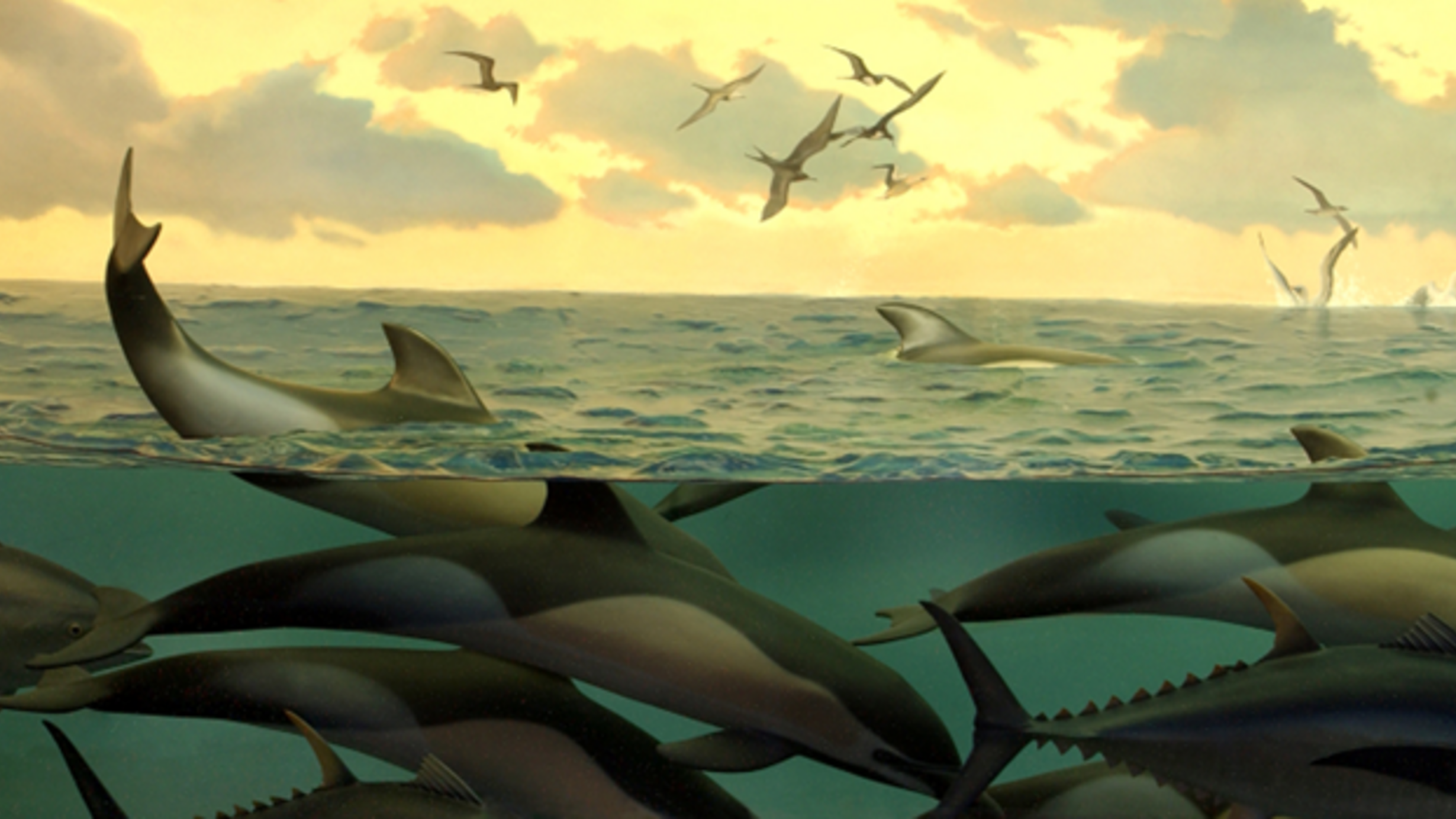 Dolphins and Tuna Diorama