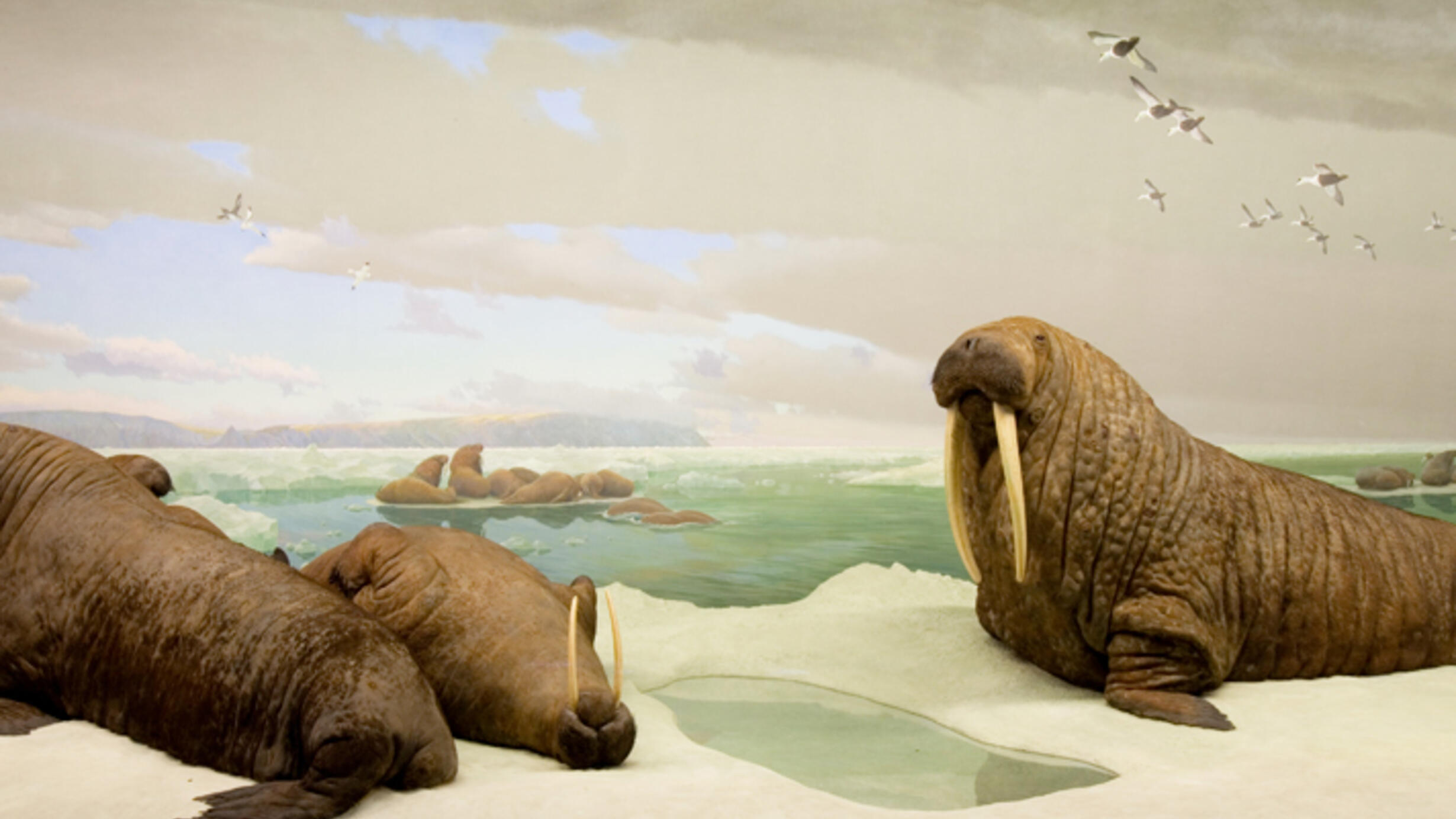 In the Museum's Hall of Ocean Life, the walrus diorama. Two large adults stand on an ice surface with a young lying on its back. Background wall painting shows more walruses on ice.