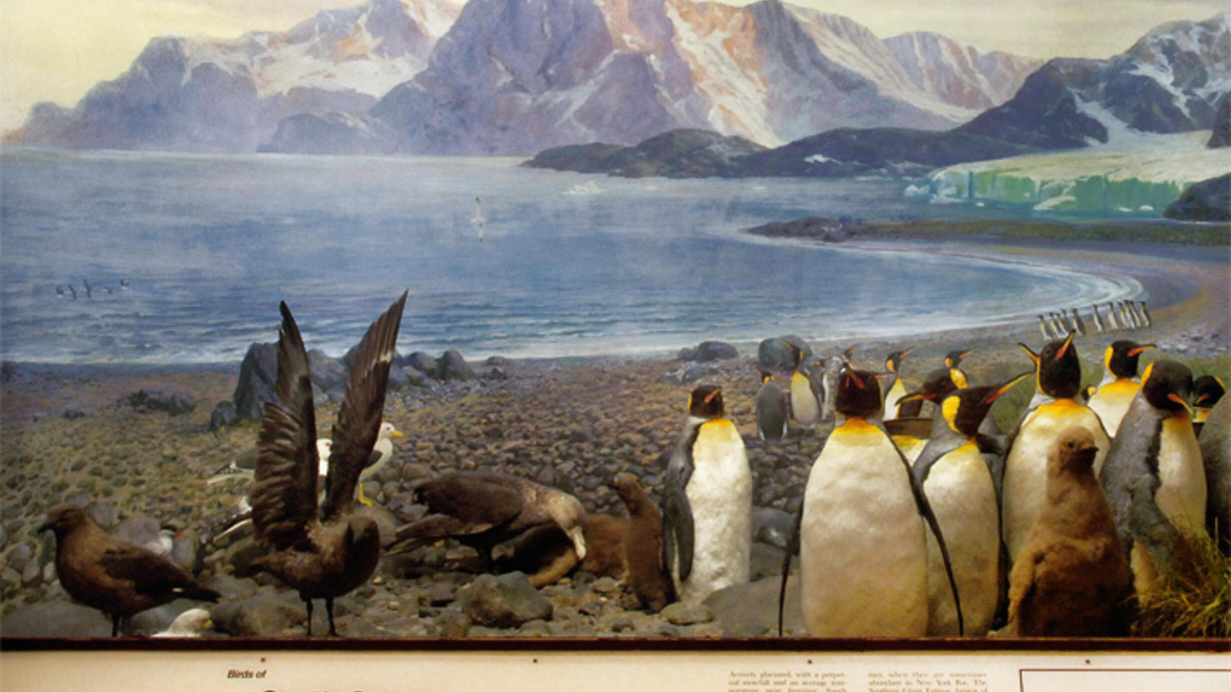 The diorama with king penguins in the Museum's Birds of the World Exhibition showing a group of penguins and a landscape of mountains and coastline in the background.