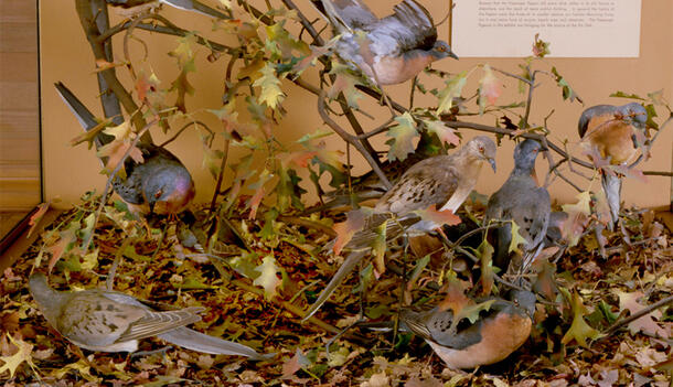 The Museum's exhibition case of passenger pigeons in leaf litter.