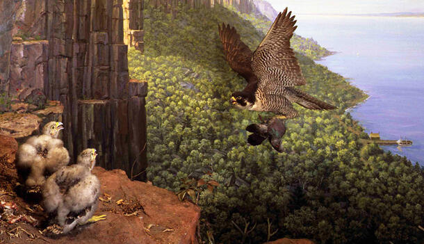 A diorama showing a Peregrine Falcon in flight carrying prey to two large downy gray chicks waiting on a stone ledge.