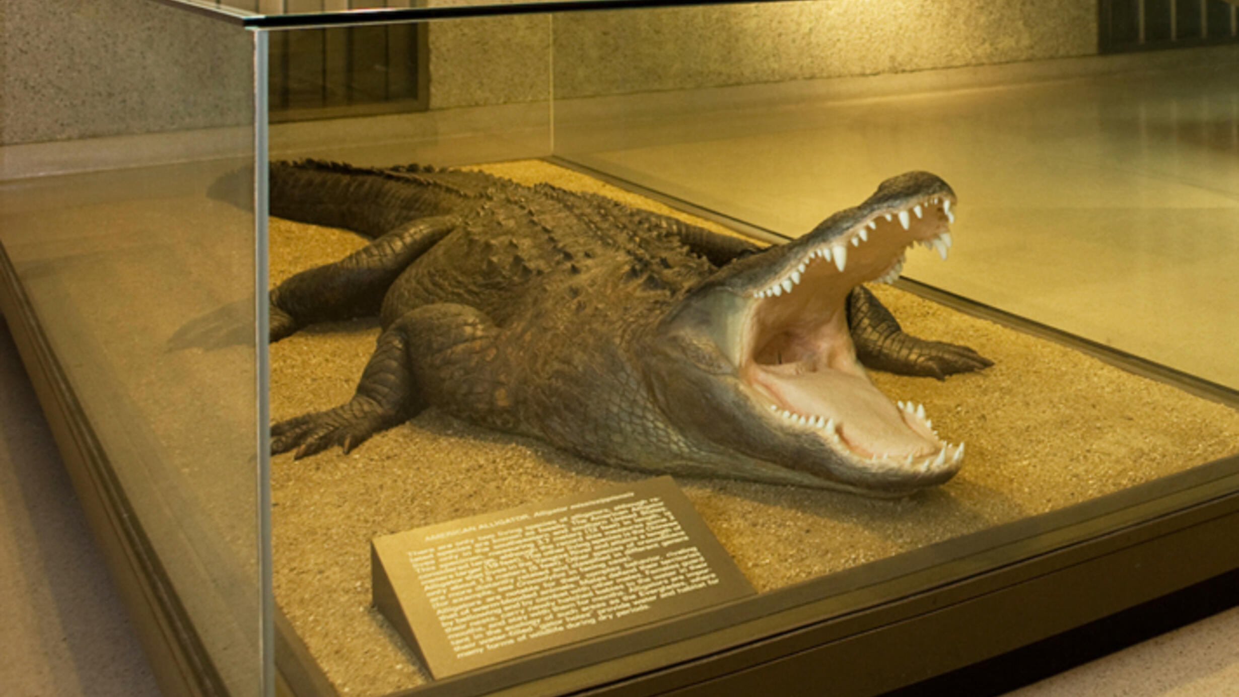 In the Hall of Reptiles and Amphibians, the Museum's American alligator is shown in a glass case,  its jaws open wide to reveal sharp teeth.